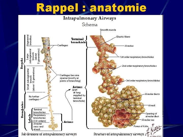 Rappel : anatomie 