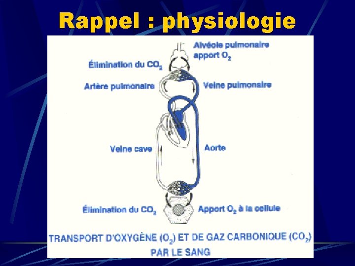 Rappel : physiologie 