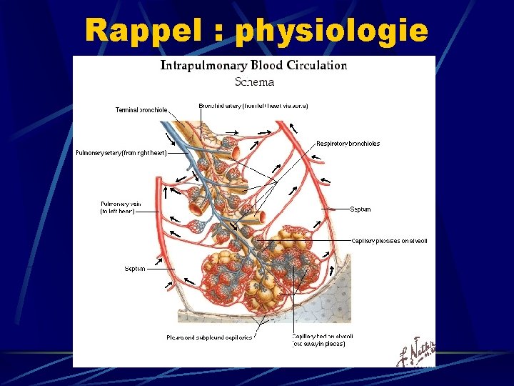 Rappel : physiologie 