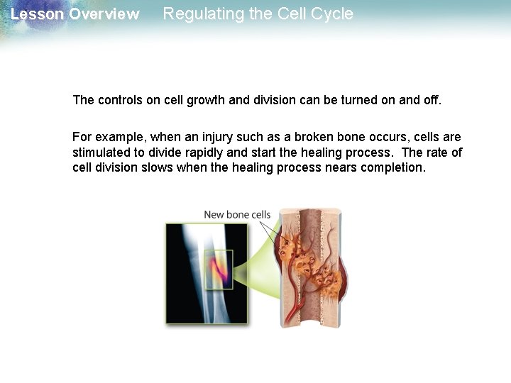 Lesson Overview Regulating the Cell Cycle The controls on cell growth and division can