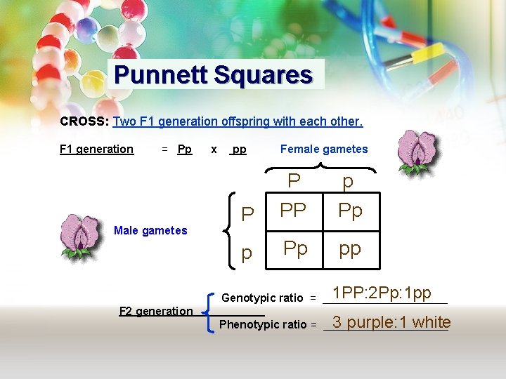 Punnett Squares CROSS: Two F 1 generation offspring with each other. F 1 generation