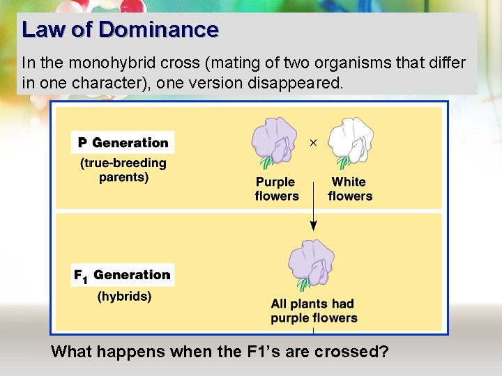 Law of Dominance In the monohybrid cross (mating of two organisms that differ in