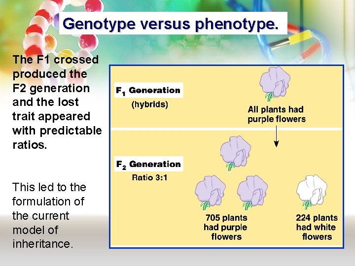 Genotype versus phenotype. The F 1 crossed produced the F 2 generation and the