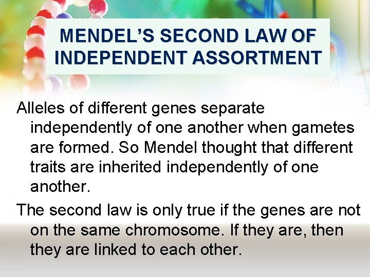 MENDEL’S SECOND LAW OF INDEPENDENT ASSORTMENT Alleles of different genes separate independently of one