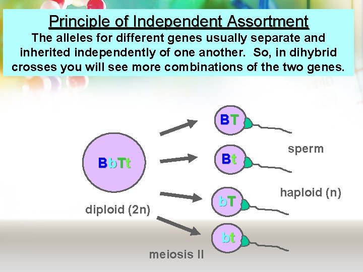 Principle of Independent Assortment The alleles for different genes usually separate and inherited independently