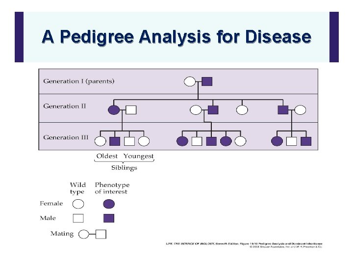 A Pedigree Analysis for Disease 