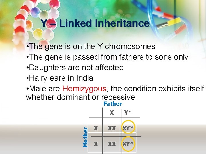 Y – Linked Inheritance • The gene is on the Y chromosomes • The