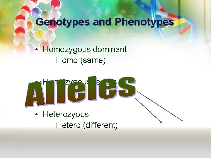 Genotypes and Phenotypes • Homozygous dominant: Homo (same) • Homozygous recessive: • Heterozyous: Hetero