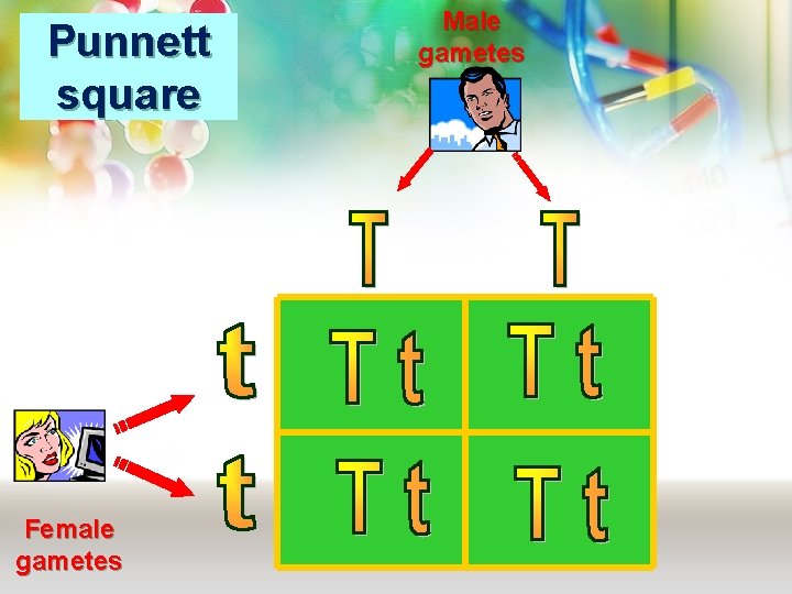 Punnett square Female gametes Male gametes 