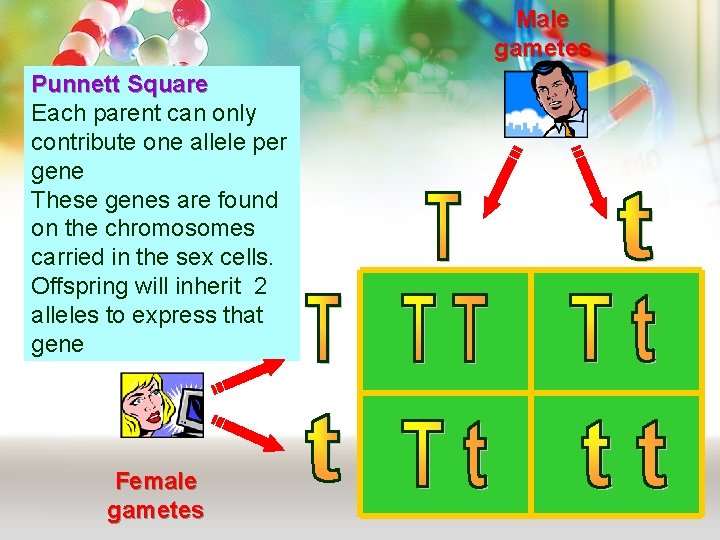 Male gametes Punnett Square Each parent can only contribute one allele per gene These