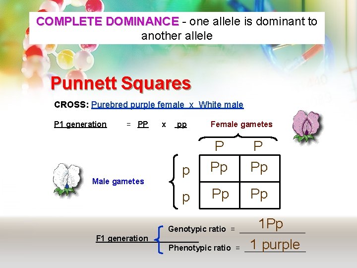 COMPLETE DOMINANCE - one allele is dominant to DOMINANCE another allele Punnett Squares CROSS: