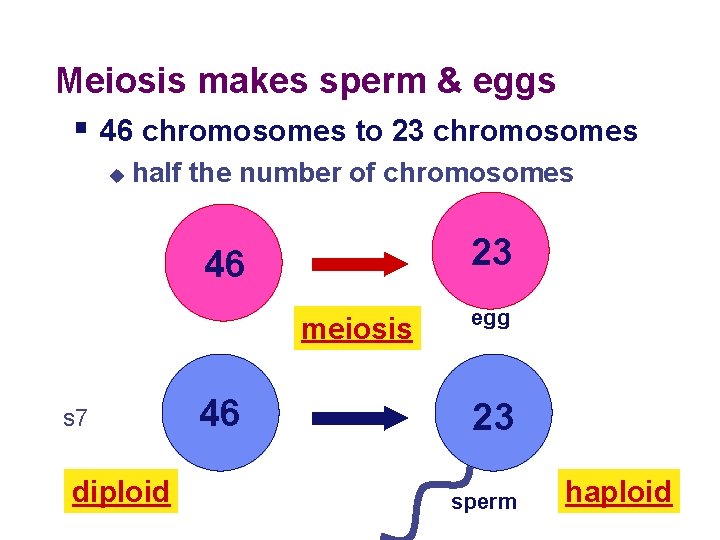 Meiosis Sexual Reproduction 2006 2007 Cell division Asexual