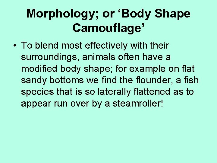 Morphology; or ‘Body Shape Camouflage’ • To blend most effectively with their surroundings, animals