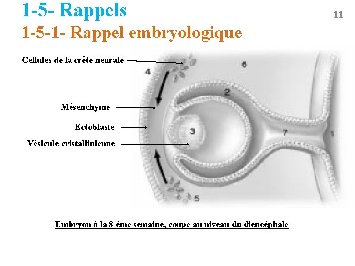 1 -5 - Rappels 1 -5 -1 - Rappel embryologique Cellules de la crête