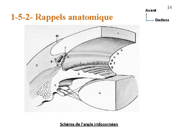 1 -5 -2 - Rappels anatomique Schéma de l’angle iridocornéen Avant 14 Dedans 