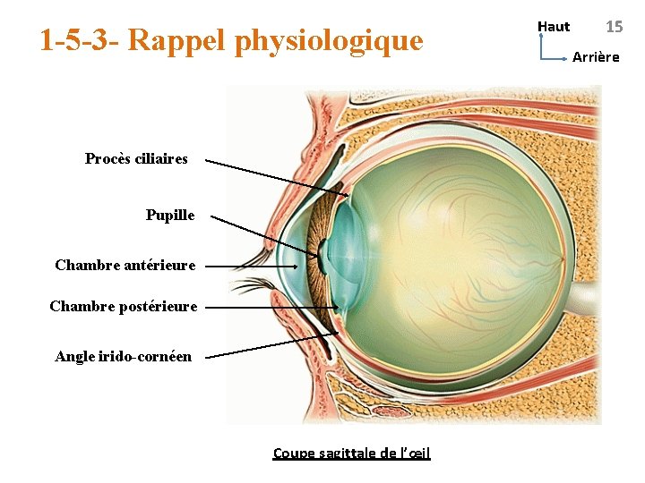 1 -5 -3 - Rappel physiologique Procès ciliaires Pupille Chambre antérieure Chambre postérieure Angle