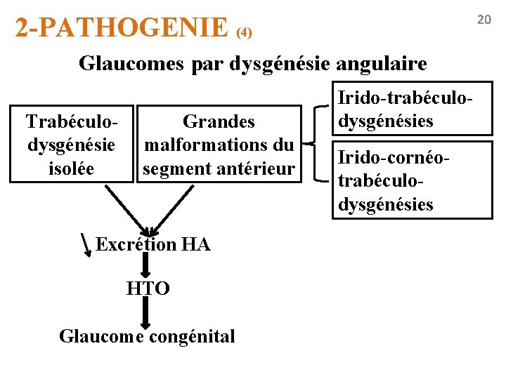 20 2 -PATHOGENIE (4) Glaucomes par dysgénésie angulaire Trabéculodysgénésie isolée Grandes malformations du segment