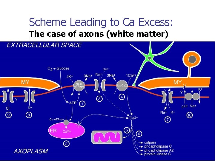 Scheme Leading to Ca Excess: The case of axons (white matter) 