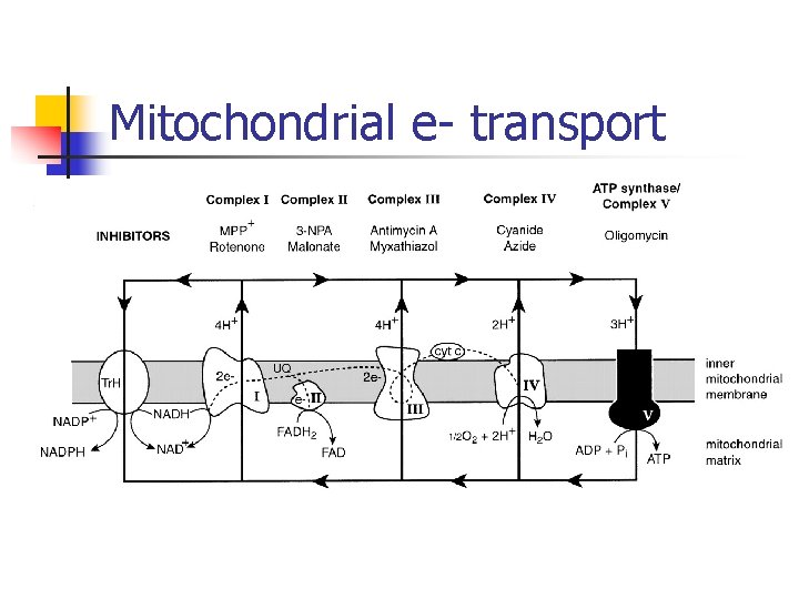 Mitochondrial e- transport 