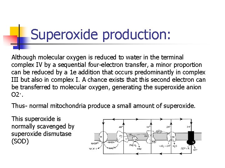 Superoxide production: Although molecular oxygen is reduced to water in the terminal complex IV