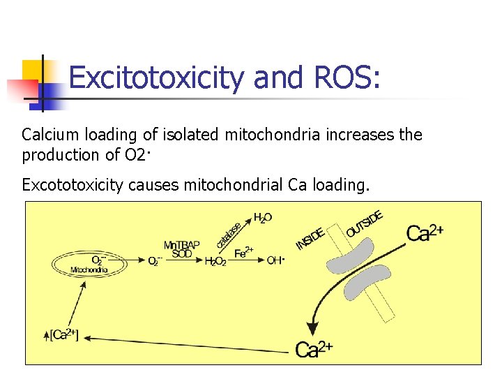 Excitotoxicity and ROS: Calcium loading of isolated mitochondria increases the production of O 2·