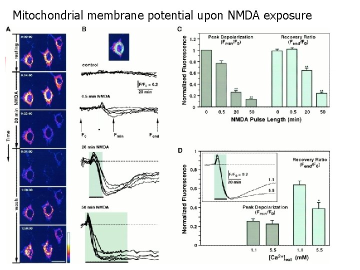 Mitochondrial membrane potential upon NMDA exposure 