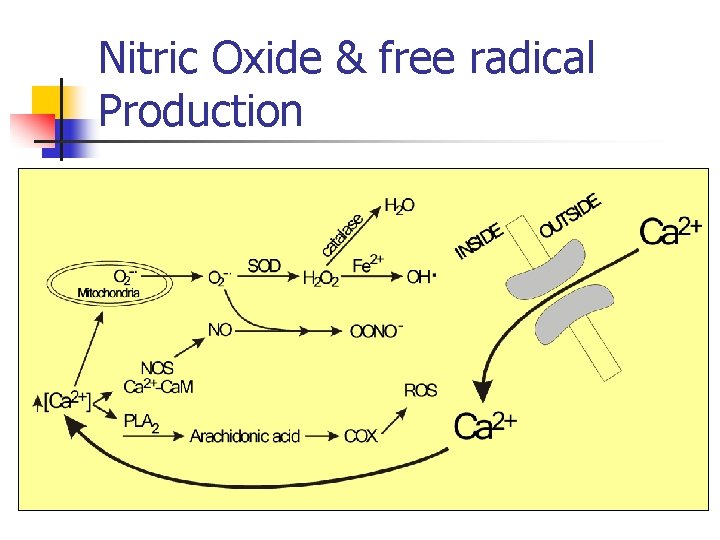 Nitric Oxide & free radical Production 