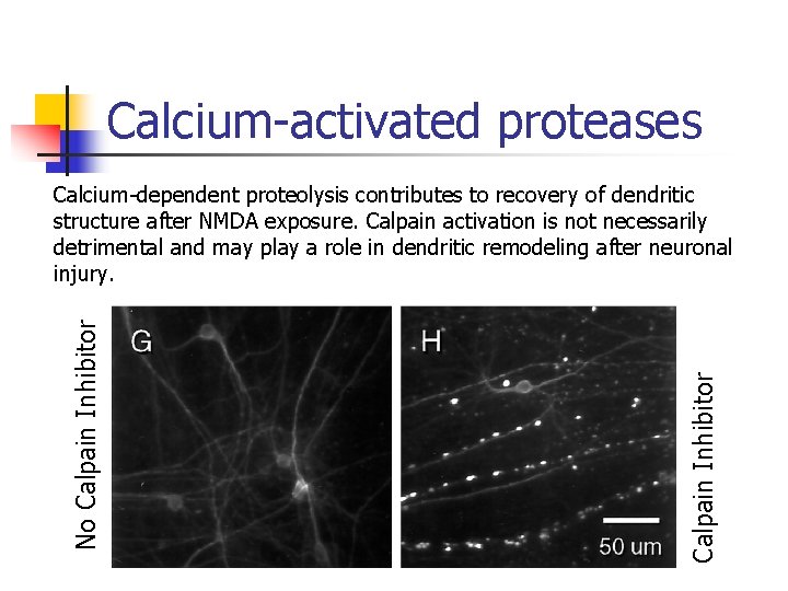 Calcium-activated proteases Calpain Inhibitor No Calpain Inhibitor Calcium-dependent proteolysis contributes to recovery of dendritic