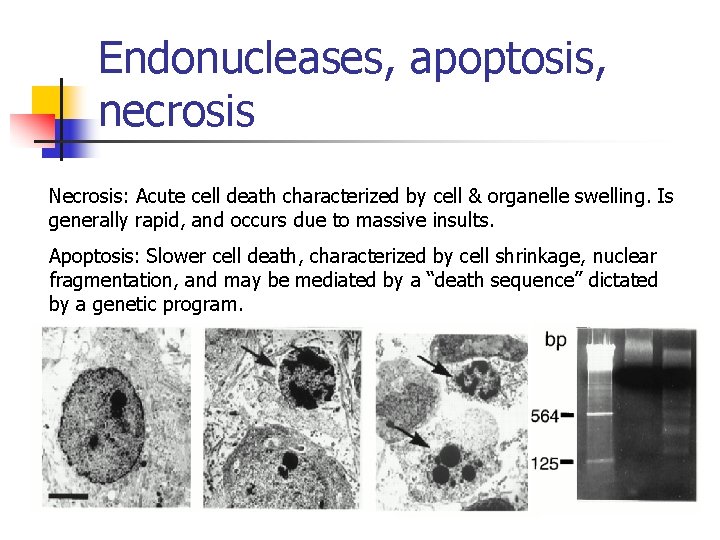 Endonucleases, apoptosis, necrosis Necrosis: Acute cell death characterized by cell & organelle swelling. Is