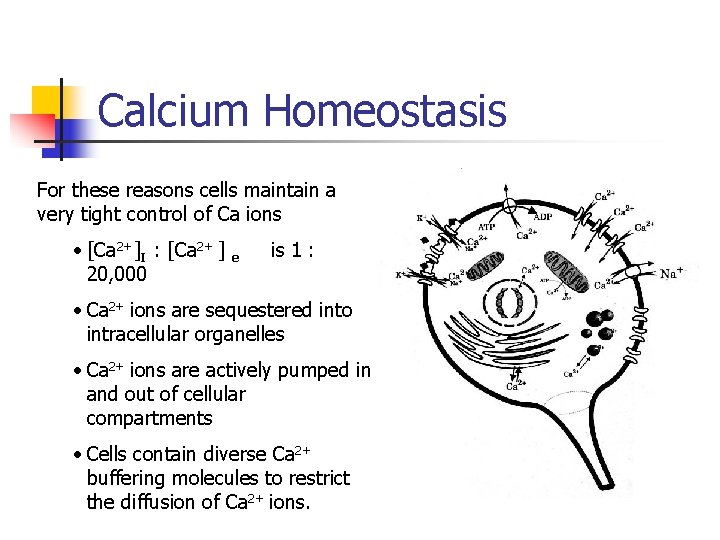 Calcium Homeostasis For these reasons cells maintain a very tight control of Ca ions