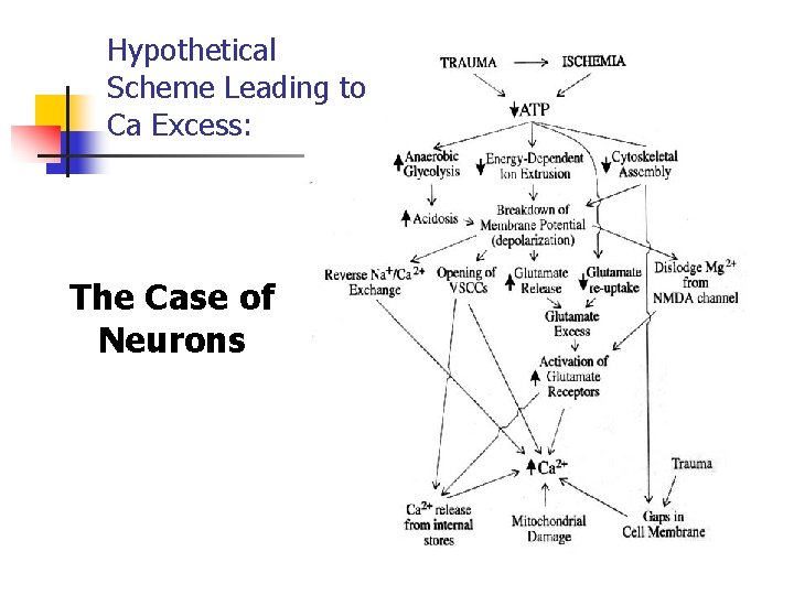 Hypothetical Scheme Leading to Ca Excess: The Case of Neurons 
