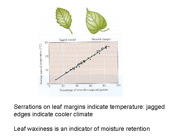 Serrations on leaf margins indicate temperature: jagged edges indicate cooler climate Leaf waxiness is