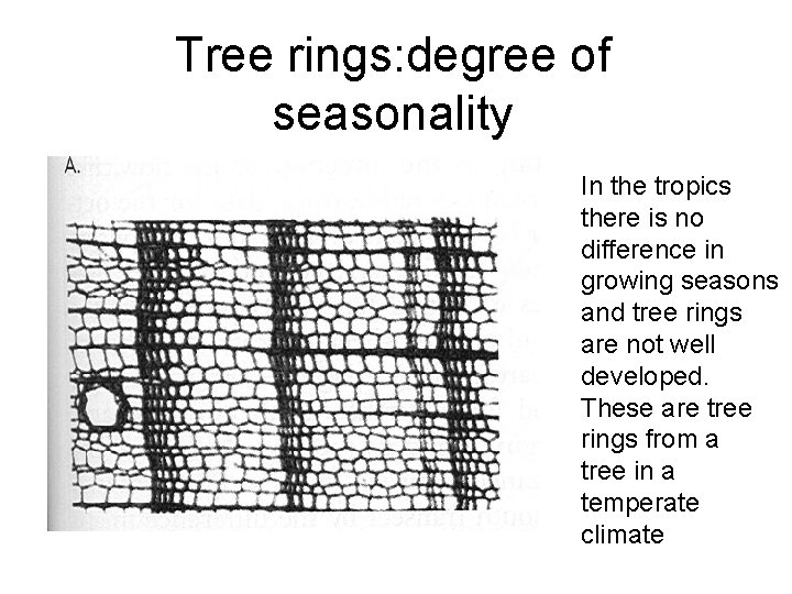 Tree rings: degree of seasonality In the tropics there is no difference in growing