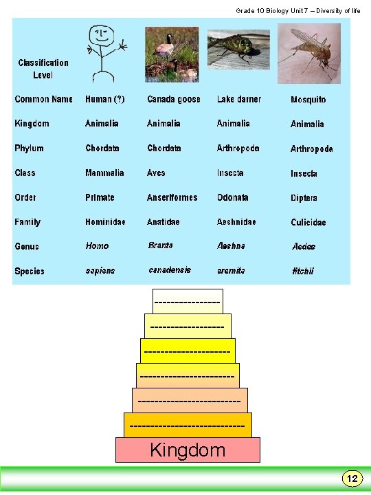  Grade 10 Biology Unit 7 – Diversity of life --------------------------------------------------------------- Kingdom 12 