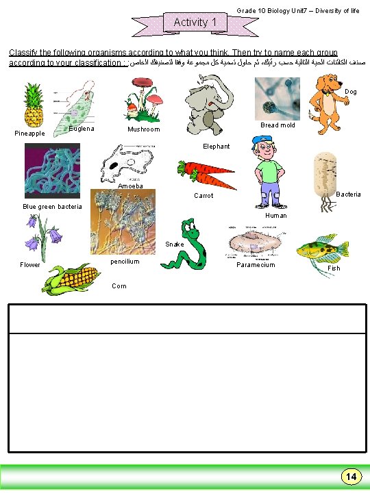  Grade 10 Biology Unit 7 – Diversity of life Activity 1 Classify the