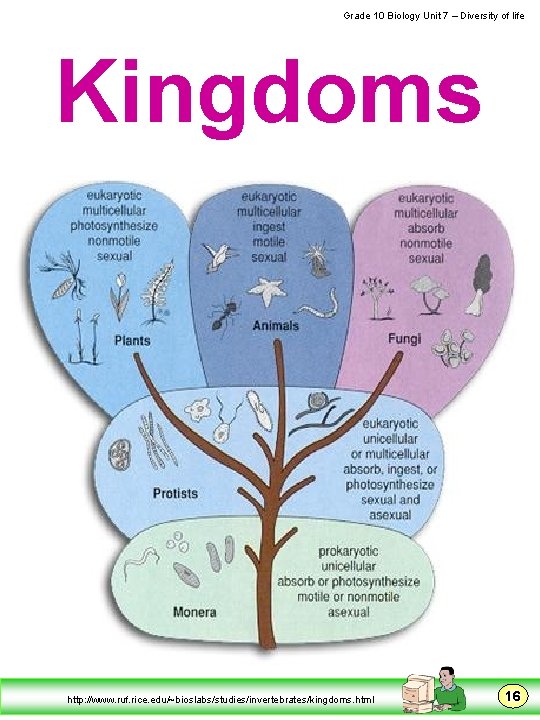  Grade 10 Biology Unit 7 – Diversity of life Kingdoms http: //www. ruf.