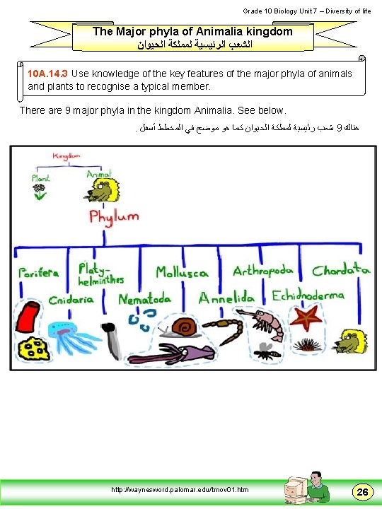  Grade 10 Biology Unit 7 – Diversity of life The Major phyla of