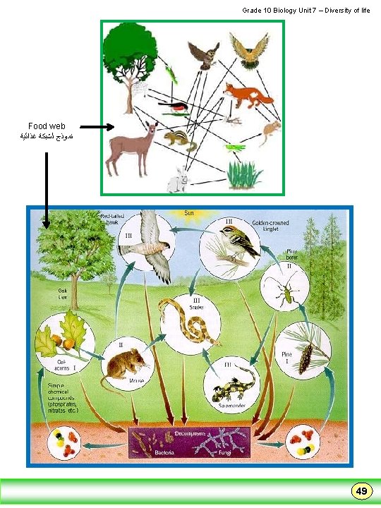  Grade 10 Biology Unit 7 – Diversity of life Food web ﻏﺬﺍﺋﻴﺔ ﻟﺸﺒﻜﺔ