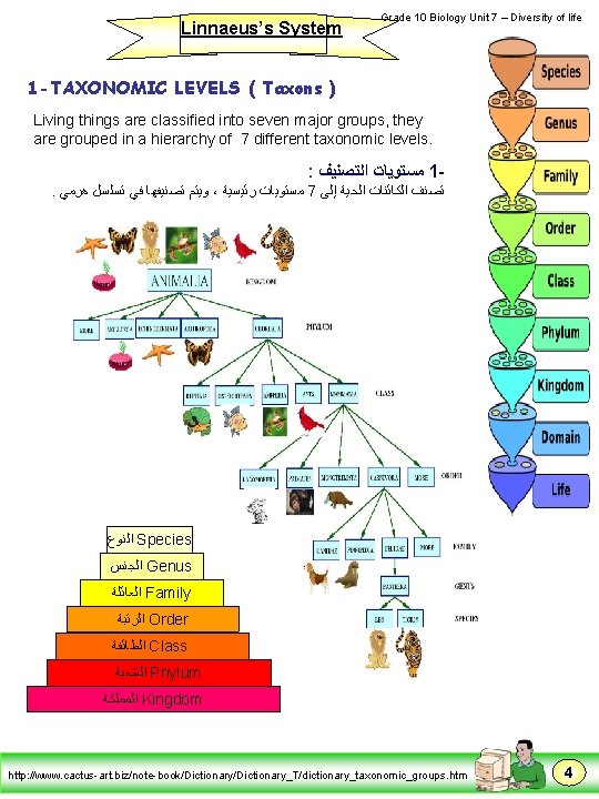 Linnaeus’s System Grade 10 Biology Unit 7 – Diversity of life 1 -TAXONOMIC LEVELS