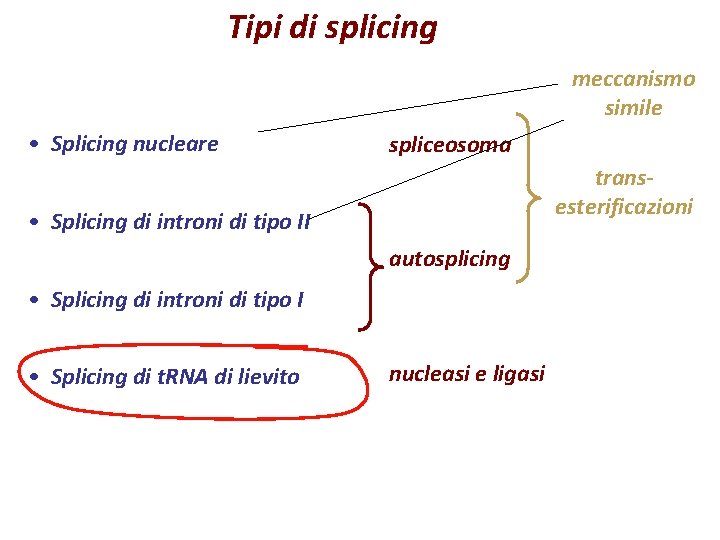 Tipi di splicing meccanismo simile • Splicing nucleare spliceosoma transesterificazioni • Splicing di introni