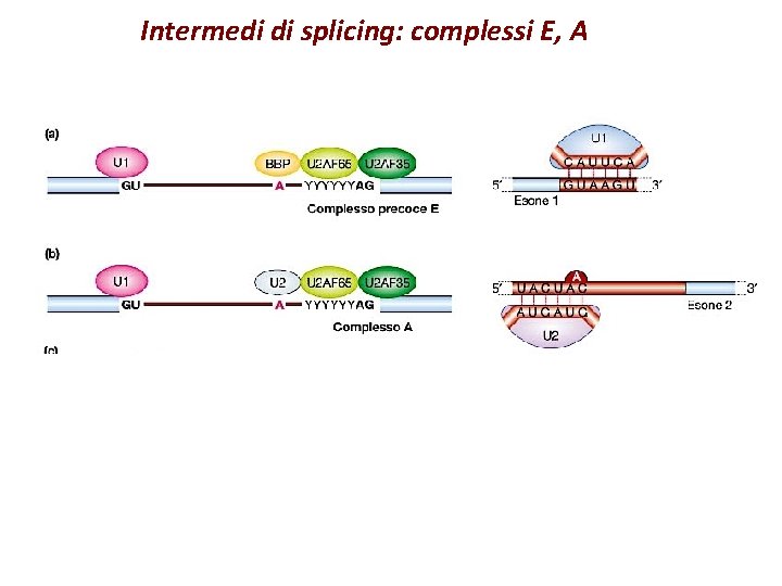 Intermedi di splicing: complessi E, A 