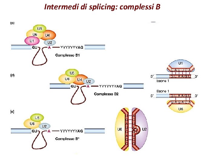 Intermedi di splicing: complessi B 