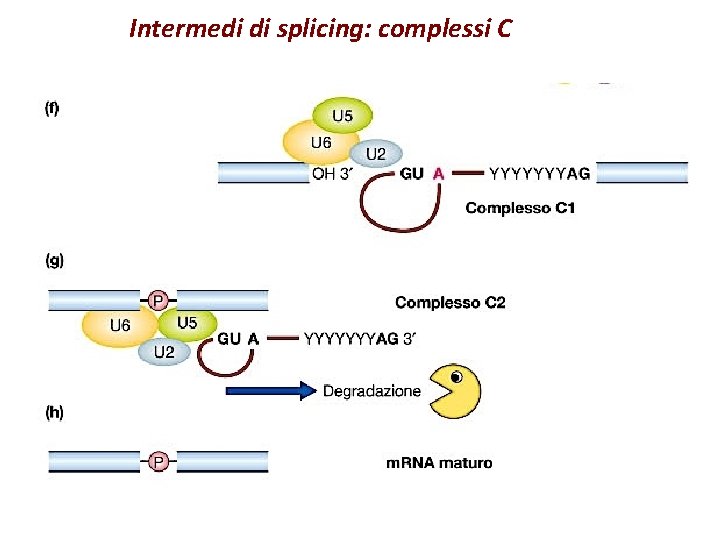 Intermedi di splicing: complessi C 