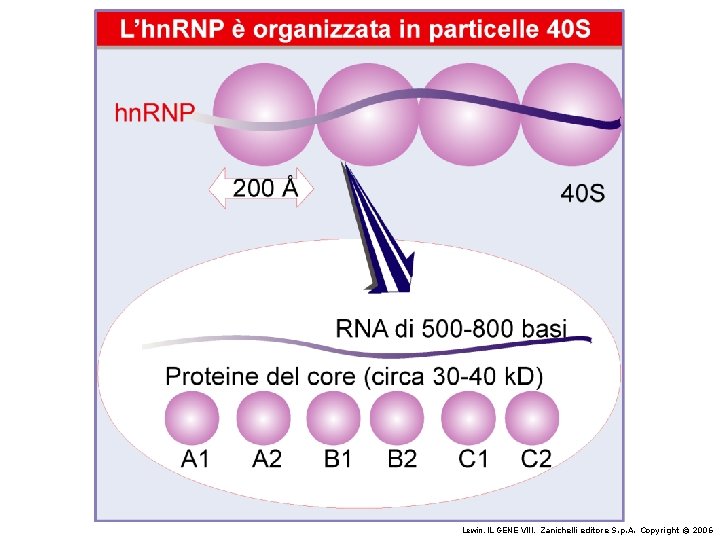 Lewin, IL GENE VIII, Zanichelli editore S. p. A. Copyright © 2006 