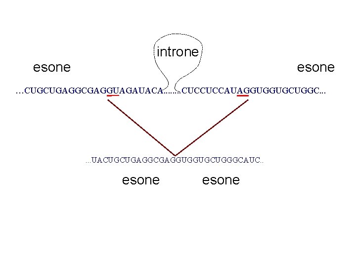 esone introne esone …CUGCUGAGGCGAGGUAGAUACA. . . . CUCCUCCAUAGGUGGUGCUGGC. . . UACUGCUGAGGCGAGGUGGUGCUGGGCAUC. . esone 