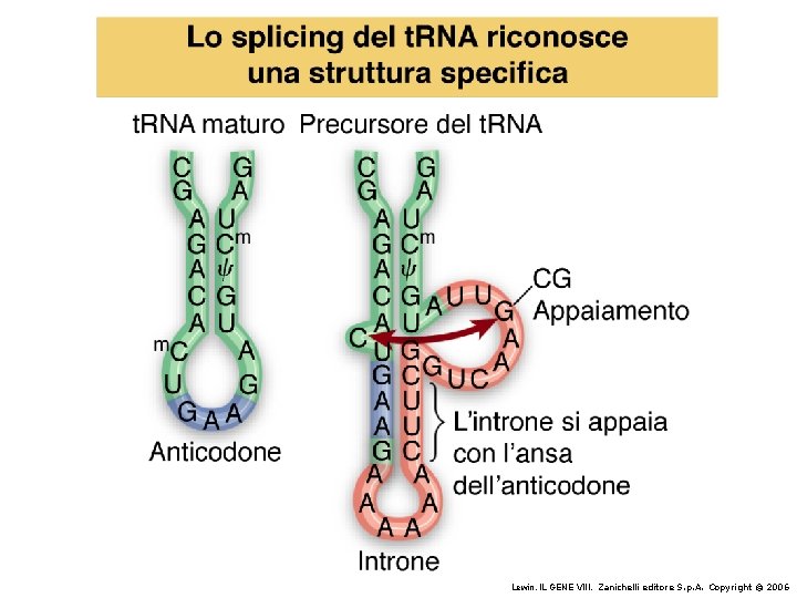 Lewin, IL GENE VIII, Zanichelli editore S. p. A. Copyright © 2006 