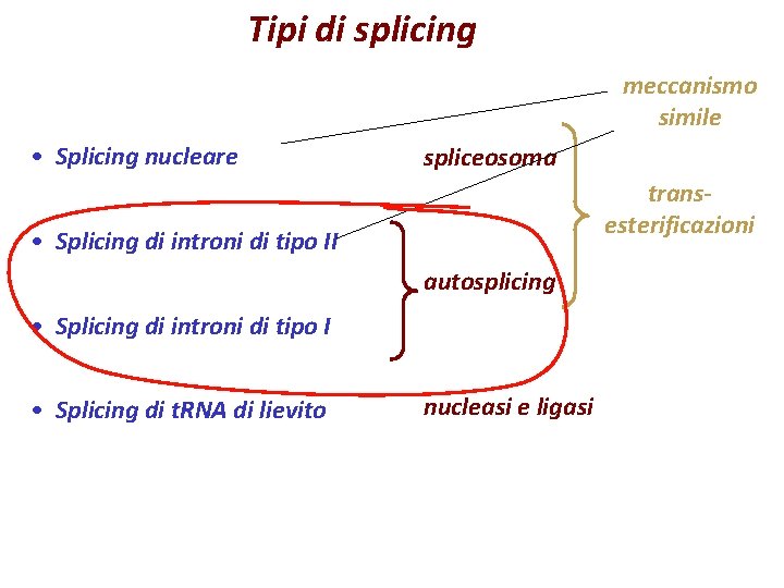 Tipi di splicing meccanismo simile • Splicing nucleare spliceosoma transesterificazioni • Splicing di introni