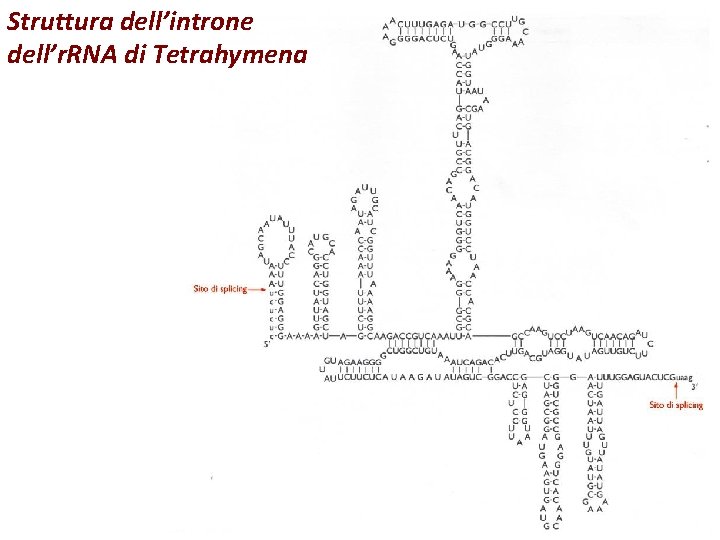 Struttura dell’introne dell’r. RNA di Tetrahymena 