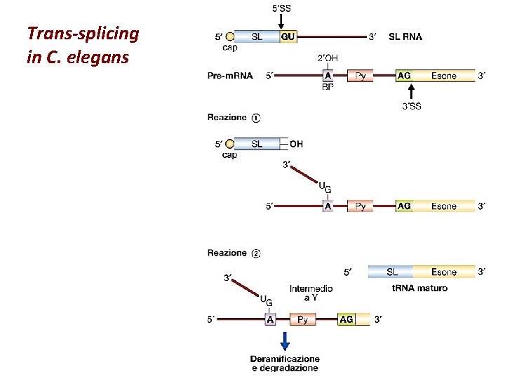 Trans-splicing in C. elegans 