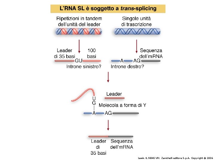 Lewin, IL GENE VIII, Zanichelli editore S. p. A. Copyright © 2006 